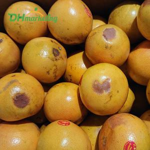 실속형 못난이 오렌지 자몽 레몬 3~5kg