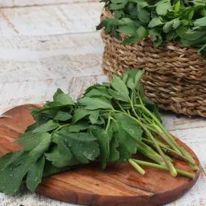 [지투지샵]방풍나물 1kg