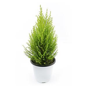 갑조네 율마(중품)