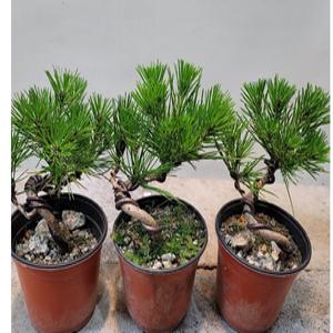 분재형소나무(새로입고) 수형이 좋네요  12센지화분에 심어 있어요