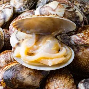 남해안 해감 바지락 3kg 당일채취