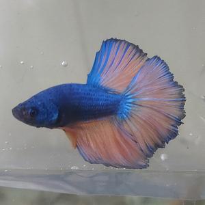 [신세계수족관] 하프문베타 수컷 (색상미요구시 랜덤발송)