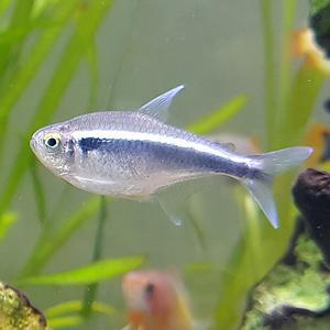 [신세계수족관] 블랙 네온 테트라 2.5cm 4마리