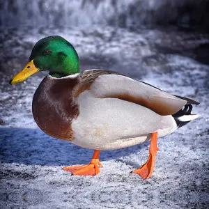 [부화용] 청둥오리 유정란 30개