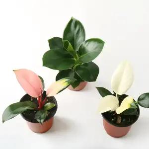 갑조네 콩고(소품)