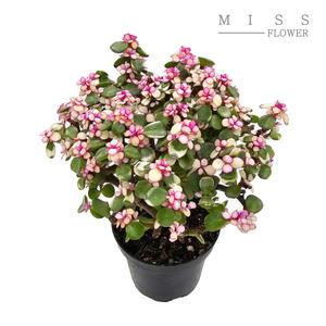 꽃집아가씨 아악무 은행목 핑크아악무 사랑목 봄꽃화분 식물