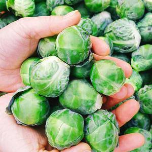 갓 수확한 청정 제주 방울양배추 500g X 3팩