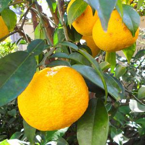 유자나무 묘목 7치화분 결실주 1개