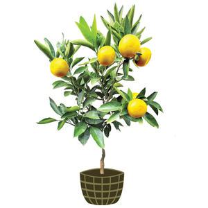 3년생 조생감귤 묘목 제주도 직발송 품종명 일남일호