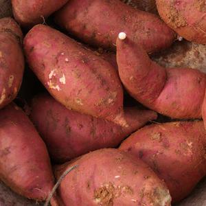 해남 꿀고구마 베니하루카 비세척 5kg(대)