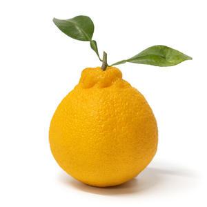 제주 고당도 한라봉 10kg내외 (30~55과)