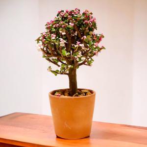 미미네 아쿠아 다육이 키우기 - 핑크 아악무 (중)