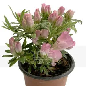 무늬은하철쭉 연핑크 아젤리아 서양 철쭉 화분 야생화 봄 꽃 나무 묘목 소품