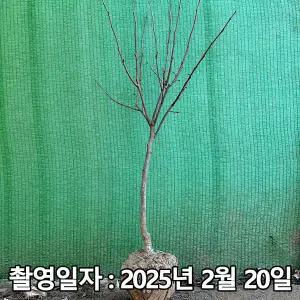 감나무 / 태추단감 / 3년생 / 결실주