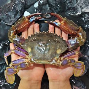 신안 돌게 급냉 박하지 민꽃게 벌떡게 게장용 돌게장 중