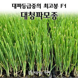 [모종심는아빠] 대파중의 최고봉 F1 대청파 모종200포트(트레이한판)