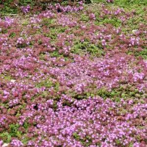 섬백리향 허브 봄꽃 야생화 백리향 노지월동 꽃잔디대용 꽃모종 향기식물 지피식물 (목하원예조경)