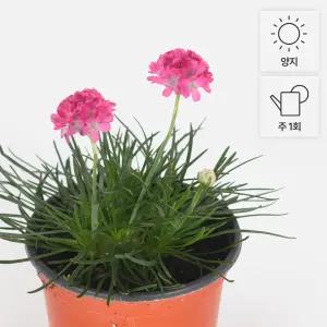 아르메니아 소형 야생화 꽃모종 너도부추꽃 실내화초 인테리어 식물