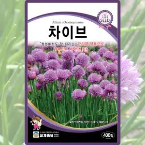 세계종묘 차이브 씨앗 400립 챠이브씨 허브 종자