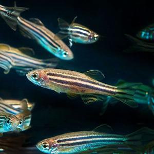 나나아쿠아 열대어 제브라 다니오 5마리