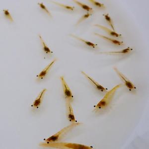 옐로우 새우 1.5cm 최상급 10마리 관상용 어항 수초 이끼청소