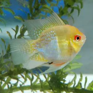 열대어 골든볼 라미네지 (4cm내외) A급 대 사이즈 5마리