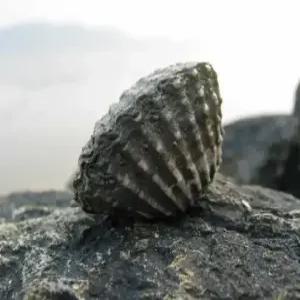 알찬농수산 벌교 참꼬막1kg 개별포장 산지