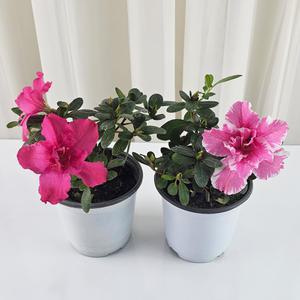 꽃집아가씨 1+1철쭉 아잘레아 서양철쭉 생화 화분 공기정화식물 봄꽃