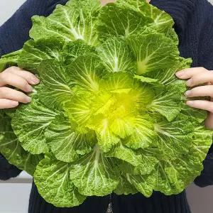 진도 해풍맞은 봄동 배추 1kg 외 2/3kg 쌈배추