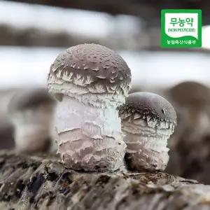 [삼촌밥먹자]충북 증평에서 자란 무농약 송화고버섯 1kg(파지)