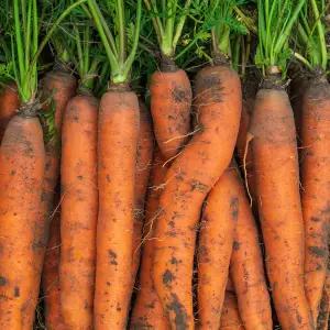 국내산 제주도 구좌 흙당근 특 5kg