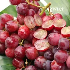 압도적으로 달콤하고 상큼한 호주 적포도 2kg