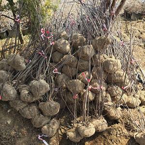 준베리 / 다간형(특대) / 1.5~1.8m / 결실주