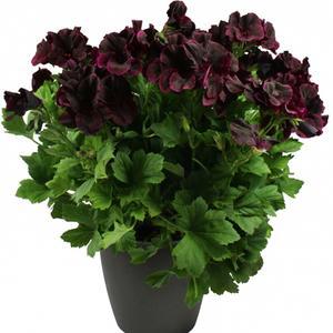 어린모종 제라늄 리갈 노비타클래식 블랙키 8cm분 3개