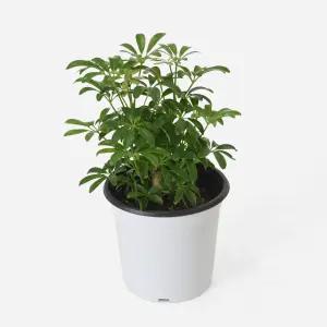 마이플랜트 홍콩야자 중형 실내 공기정화식물 인테리어 관엽식물 플랜테리어