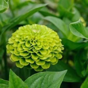 꽃 씨앗 백일홍 종자 씨앗 퀸 라임 0.20g WRI