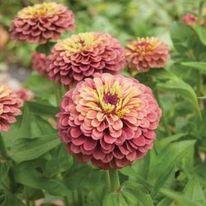 꽃 씨앗 백일홍 종자 씨앗 퀸 레드 라임 0.20g WRI