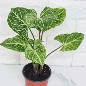 바틱싱고니움 무늬싱고니움 싱고니움 희귀식물 아프리카식물 욕실식물 집에서키우는식물 실내음지식물