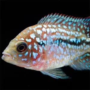 [주니멀열대어][시클리드] 플라워혼 유어 4cm 내외관상어