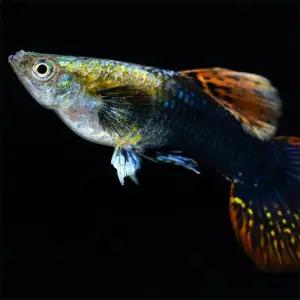 [주니멀열대어][믹스구피 막구피] 드래곤 구피 5마리+(랜덤/후경수초 4촉 증정)관상어