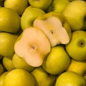 [산 지 직 송 연구소] 국내산 실속 시나노 사과 2kg 13-15과 / 달콤한 신선 과일