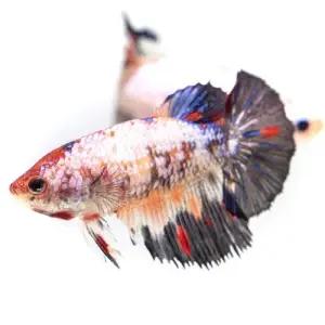 [주니멀열대어]하프문베타 암컷 랜덤발송관상어