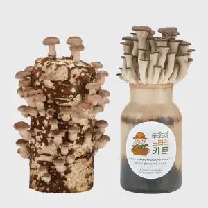 무럭무럭 표고버섯+느타리버섯 키우기 키트 집에서 표고 느타리 키우기