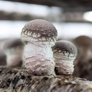 [삼촌밥먹자] 충북 무농약 송화고버섯 1kg 파지