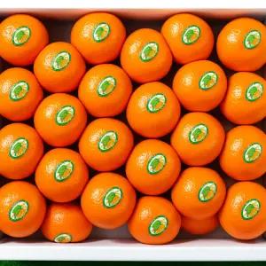 제주 농협 인증 제주 불로초 감귤 프리미엄 당도 정갈 포장