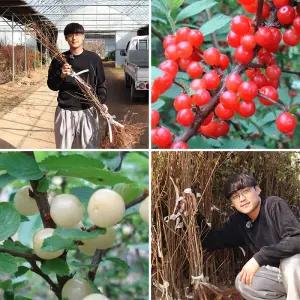 앵두나무 묘목 2년생 (접목1년생) 왕앵두 백앵두 유실수 과실수 과수 정원수 조경 원예