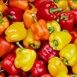 지지팜 못난이 파프리카 1kg 2kg 빨강노랑