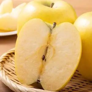 국내산 가정용 시나노골드 노란사과 대과 2kg 8-9과