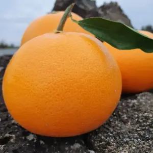 [제주도 고당도 프리미엄] 천혜향 중과 5kg 껍질 얇고 과즙 팡팡 (당도선별) (17-21과)