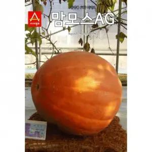맘모스AG · 10립 호박씨앗 · 초대형 호박 · 주말농장 텃밭재배 종자(AS)